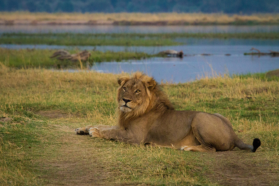 Lion in Mana Pools, Zambezi Expeditions | Go2Africa