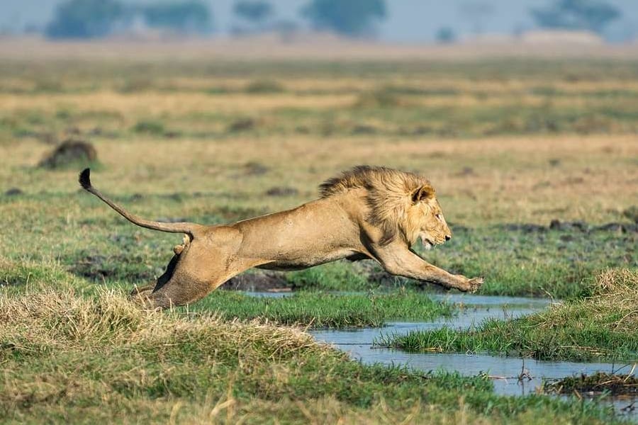 A lion leaping over water near Shumba Camp in Kafue | Go2Africa