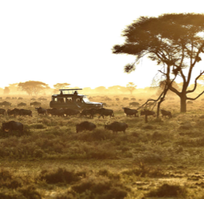 Best Migration Safaris