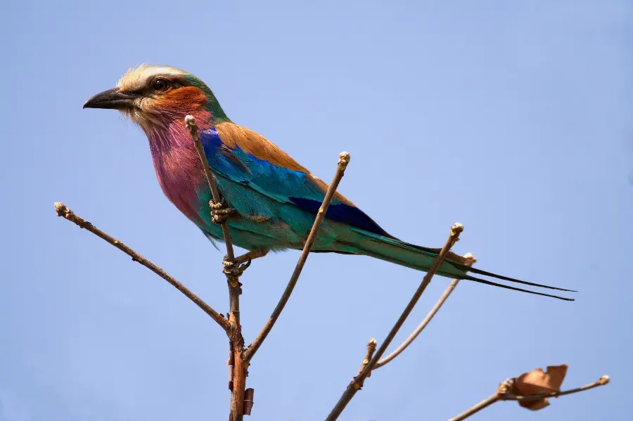 Primer plano de una carraca de pecho lila sobre una rama en el Parque Nacional de Kafue | Go2Africa