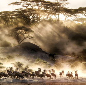 12 Best Tanzania Safaris