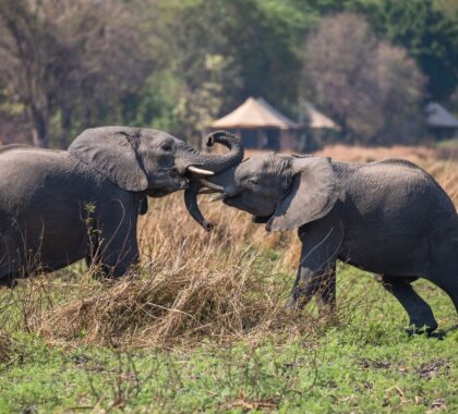 Two elephants interacting in front of Musekese Camp in Kafue | Go2Africa