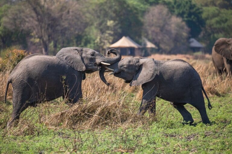 Two elephants tousling | Musekese Camp