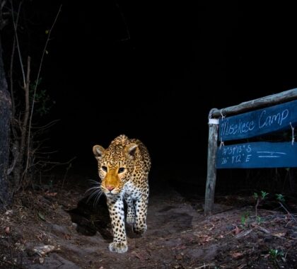 Leopard walking past Musekese Camp sign at night | Go2Africa