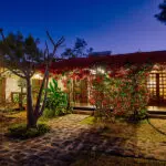 Litchi Tree lights up at night. 