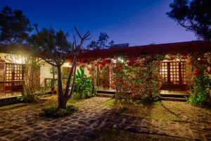 Litchi Tree lights up at night. 