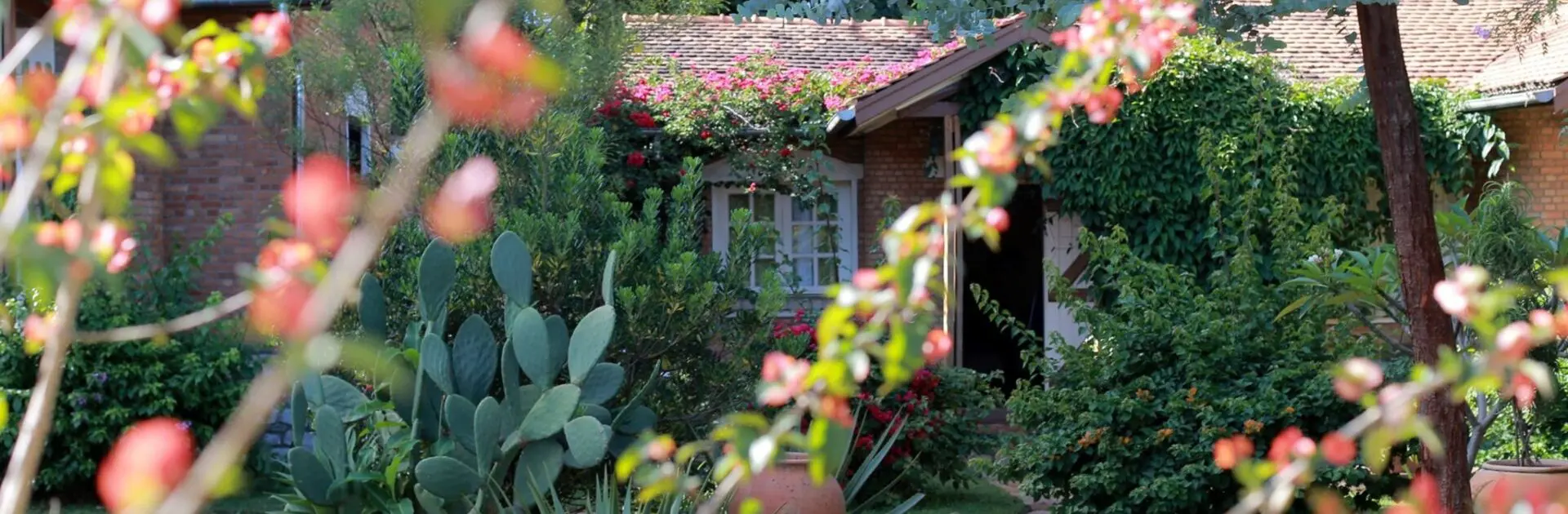 Primer plano de flores rosas en un tallo extendido con el Hotel Couleur Café, Madagascar, al fondo | Go2Africa