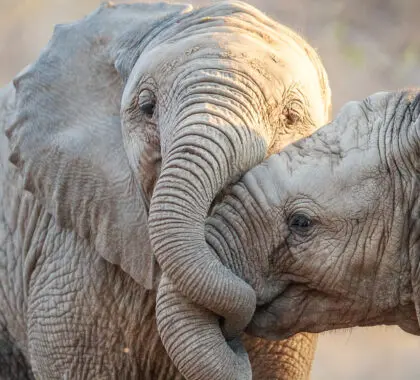 Dos elefantes jugando en el Parque Nacional Kruger, Sudáfrica.