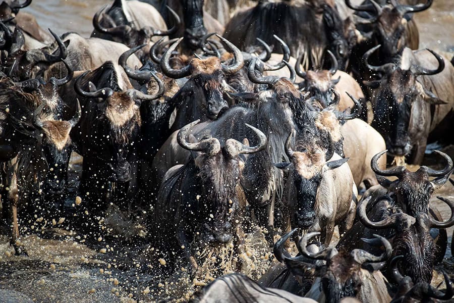 A wildebeest river crossing takes place in the Serengeti during the Great Wildebeest Migration