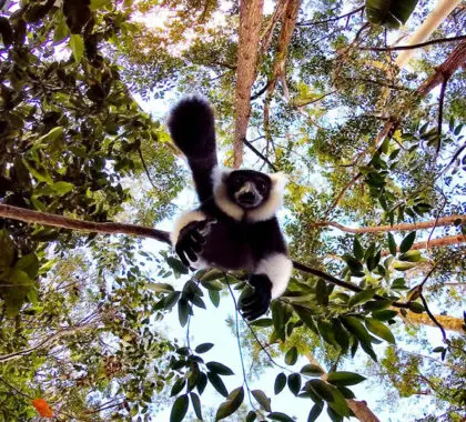 Playful lemurs bound across the treelines. 