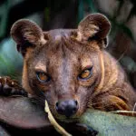 Try to find the fossa, Madagascar's only predator. | Go2Africa
