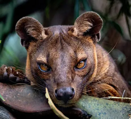 Intente encontrar la fosa, el único depredador de Madagascar. | Go2Africa