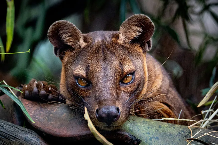 Fauna salvaje en Madagascar | Go2Africa 