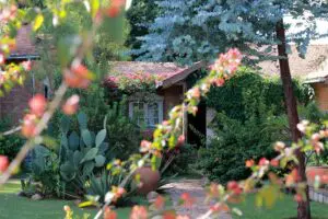 Flores en flor.