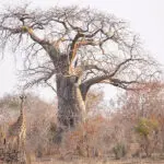 The baobab-dotted Ruaha landscape.