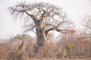 The baobab-dotted Ruaha landscape.