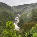Hike winding paths through the beautiful rainforests.