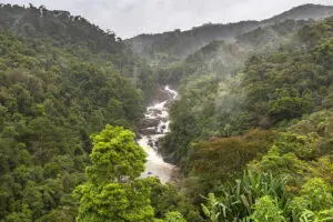 Hike winding paths through the beautiful rainforests.