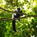 Trek through the rainforest to see the different species of lemur.