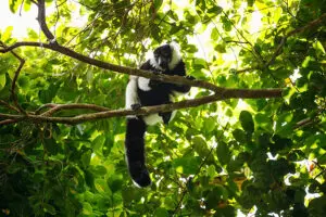 Trek through the rainforest to see the different species of lemur.