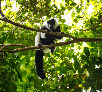 Trek through the rainforest to see the different species of lemur.
