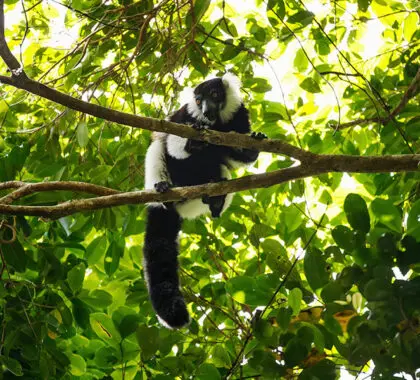 Camine por la selva tropical para ver las diferentes especies de lémures.