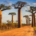 Explore the famous Avenue of the Baobabs.