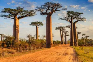 Explore the famous Avenue of the Baobabs.
