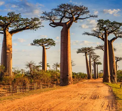 Explore la famosa Avenida de los Baobabs.