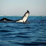 Whale watching (in season) is a favourite amongst visitors.