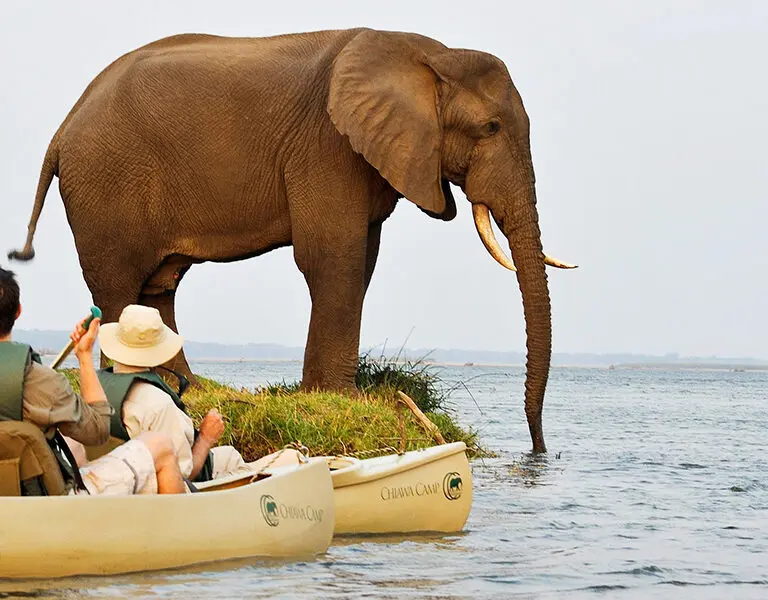 chiawa-camp-canoe-elephant