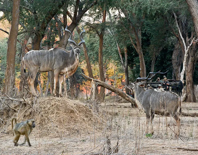Game drives. 