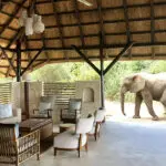 En Chiawa Camp podrá avistar animales de los 5 Grandes sin salir de la comodidad del campamento.