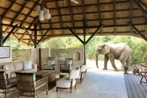 En Chiawa Camp podrá avistar animales de los 5 Grandes sin salir de la comodidad del campamento.