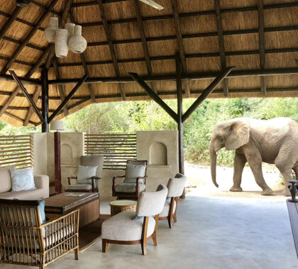 At Chiawa Camp you can experience Big 5 game viewing without leaving the comfort of the camp.