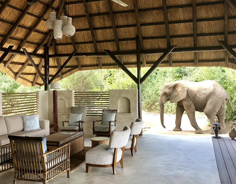 At Chiawa Camp you can experience Big 5 game viewing without leaving the comfort of the camp.