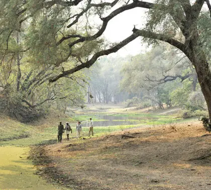 Walking safaris guided by Chiawa's knowledgeable rangers in the wilds of Lower Zambezi.