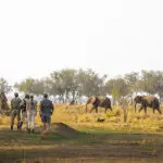 China Camp ofrece emocionantes safaris a pie, que le acercarán a impresionantes escenas de la sabana | Chiawa Camp