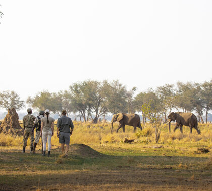 Embark on thrilling walking safaris and encounter the wild up close.