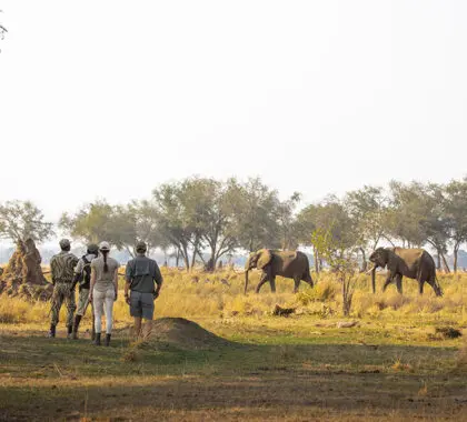 Embark on thrilling walking safaris and encounter the wild up close.