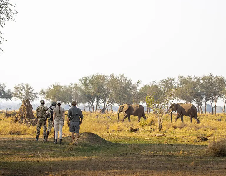China Camp offers thrilling walking safaris, bringing you close to breathtaking bush scenes | Chiawa Camp