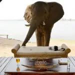 Observe elefantes, monos acuáticos y monos vervet en la orilla del río; a veces vienen a saludarle.