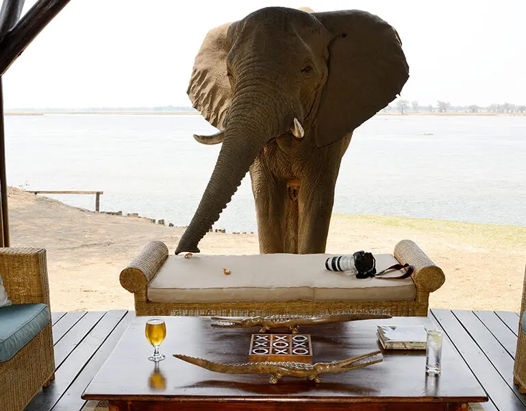 Spot elephants, water monitors and vervet monkeys on riverbank, sometimes they come and say hello to you.