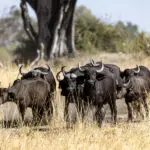 Large herds of buffalo.