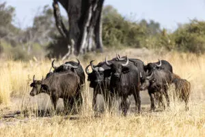 Large herds of buffalo.