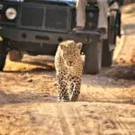 The Sabi Sands is well known for its large leopard population.