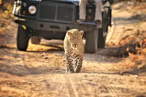The Sabi Sands is well known for its large leopard population.