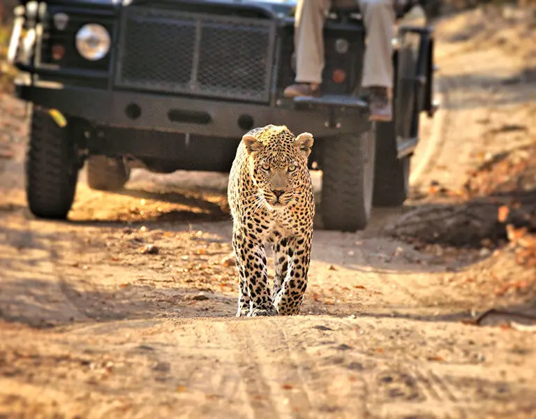 The Sabi Sands is well known for its large leopard population.