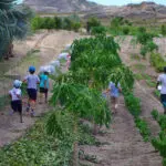Children and adults alike will enjoy a tour of the organic plantations where you can try out the seasonal fruits and learn more about the project.