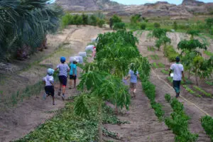 Children and adults alike will enjoy a tour of the organic plantations where you can try out the seasonal fruits and learn more about the project.